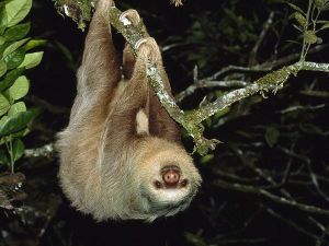 two-toed-sloth_744_600x450